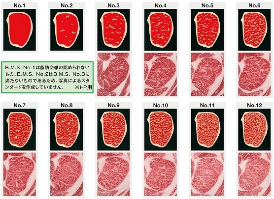 日本食肉格付協會官方 BMS 1–12 參考圖
